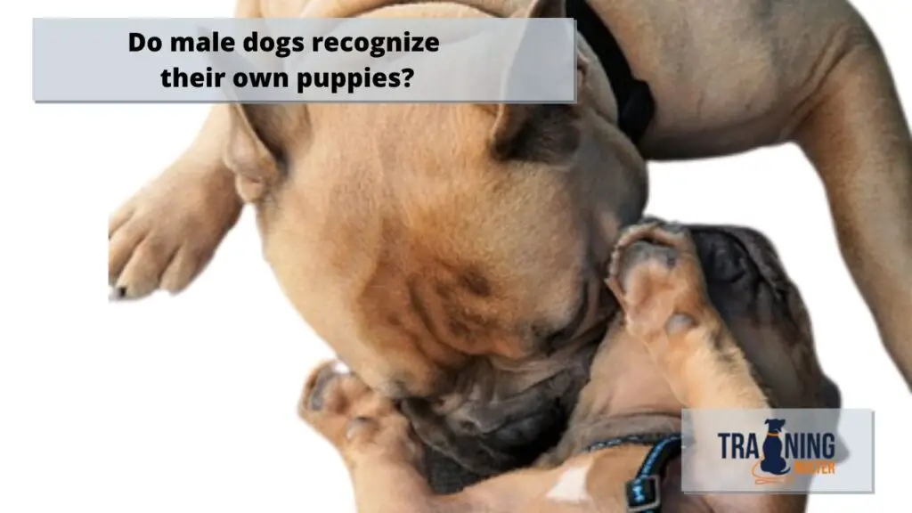 Do male dogs recognize their own puppies