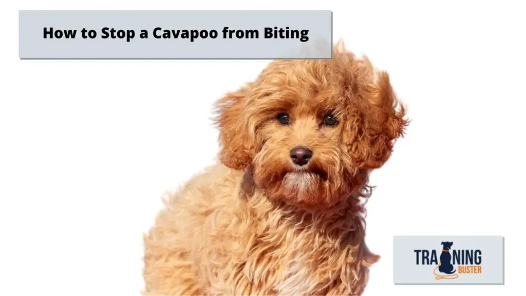How to Stop a Cavapoo from Biting
