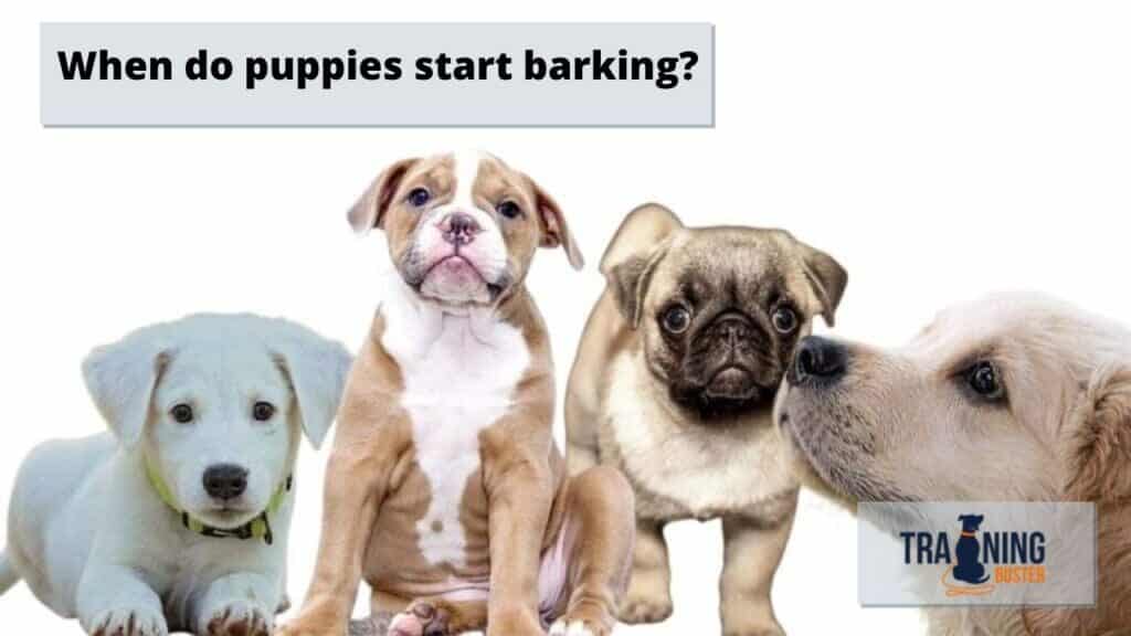 When do puppies start barking?