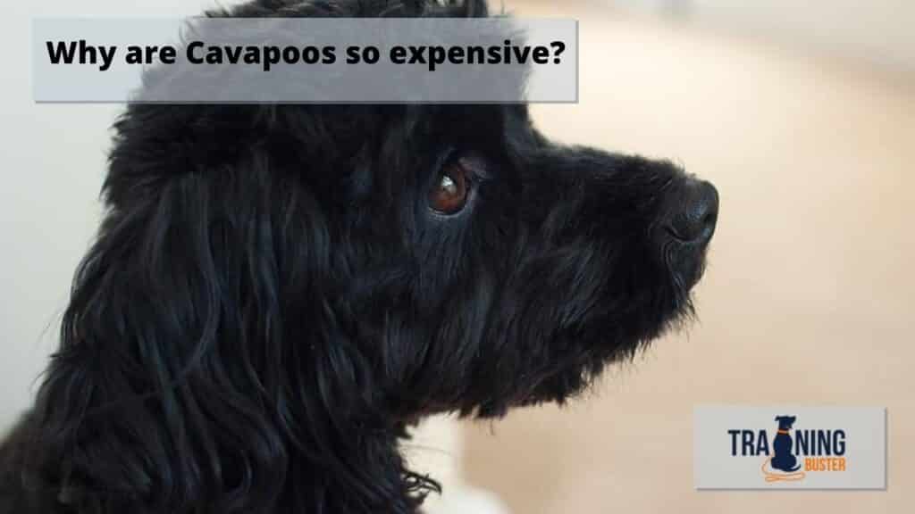 Why are Cavapoos so expensive?