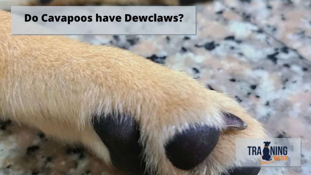 Do Cavapoos have Dewclaws?