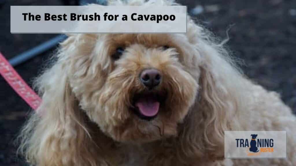 The Best Brush for a Cavapoo