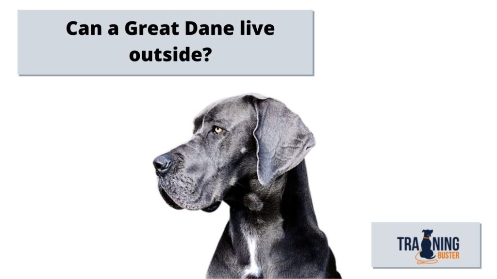 Can a Great Dane live outside?