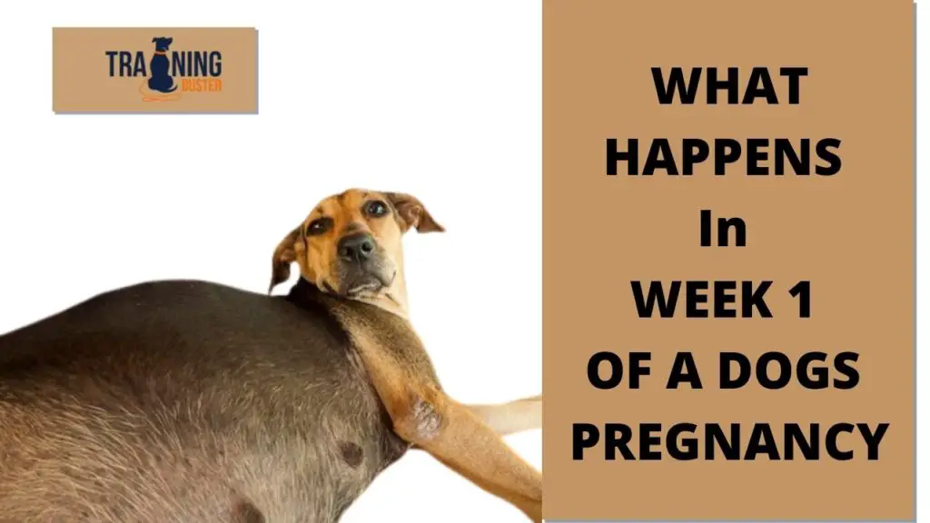 What happens in week 1 of a dog's pregnancy