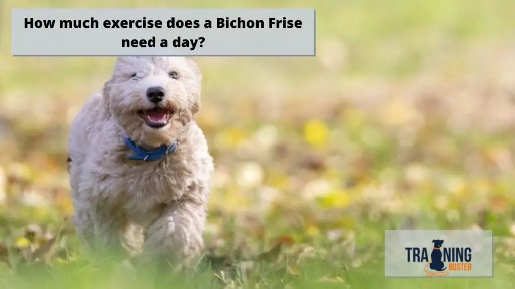 When will a Bichon Frise calm down?