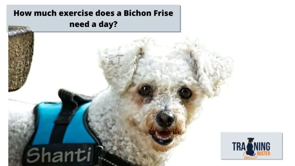 How much exercise does a Bichon Frise need a day?