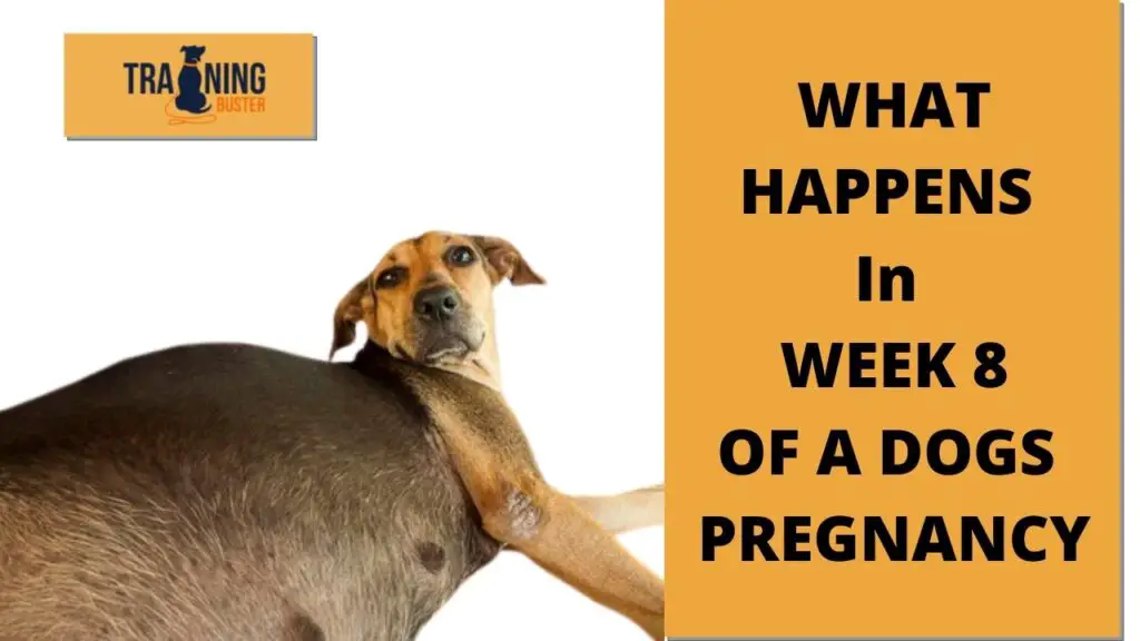 What happens in week 8 of a dog's pregnancy?