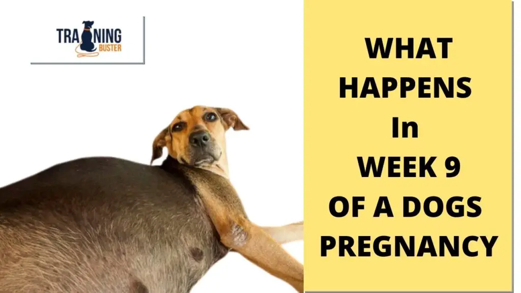 What happens in week 9 of a dog's pregnancy?