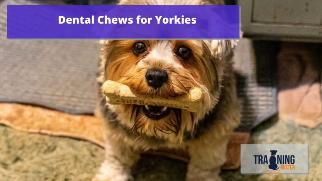 Best Dental Chews for Yorkies