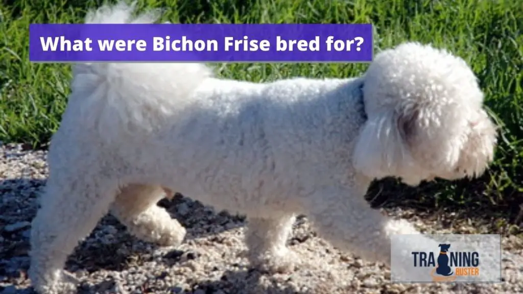 What were Bichon Frise bred for?