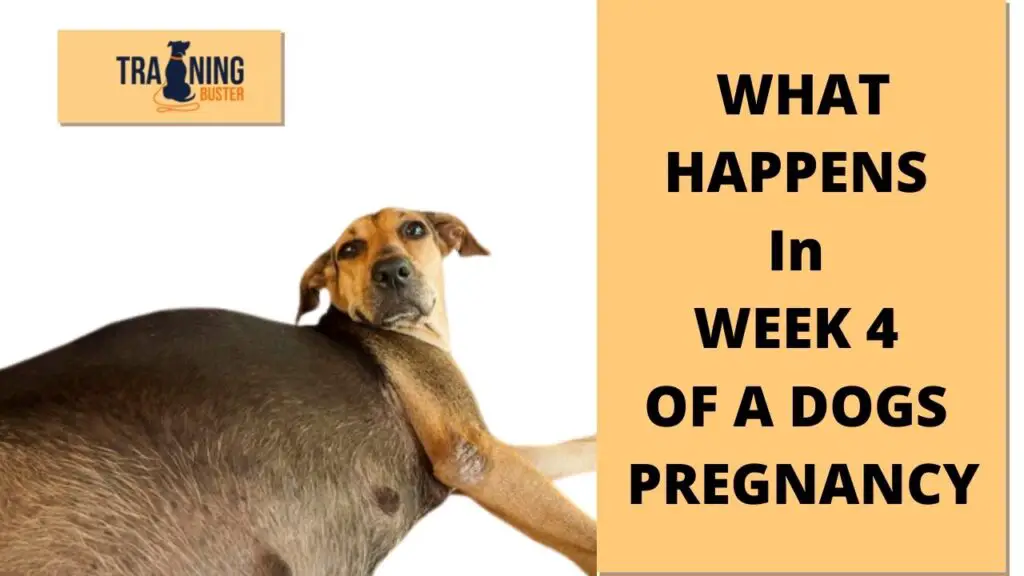 What happens in week 4 of a dog's pregnancy?