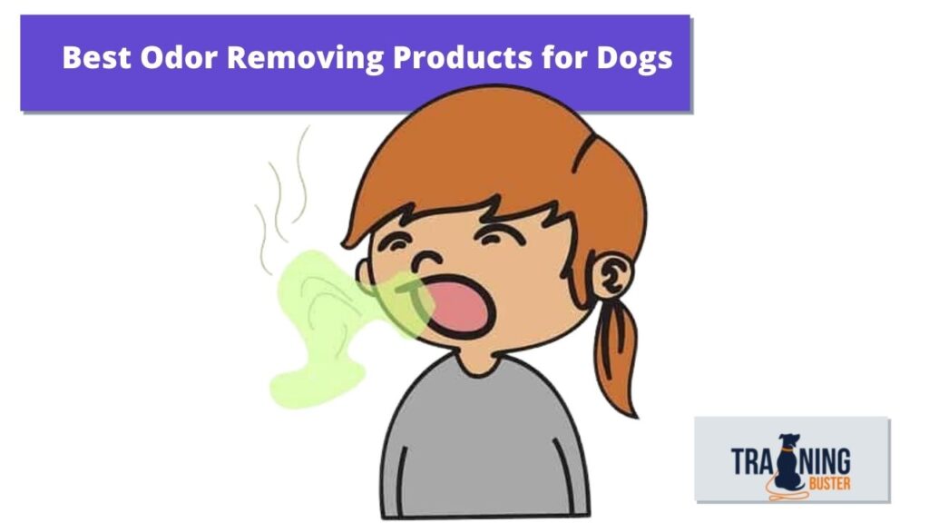Best Odor Removing Products for Dogs