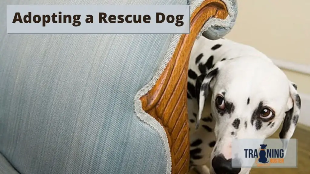 rescue dog