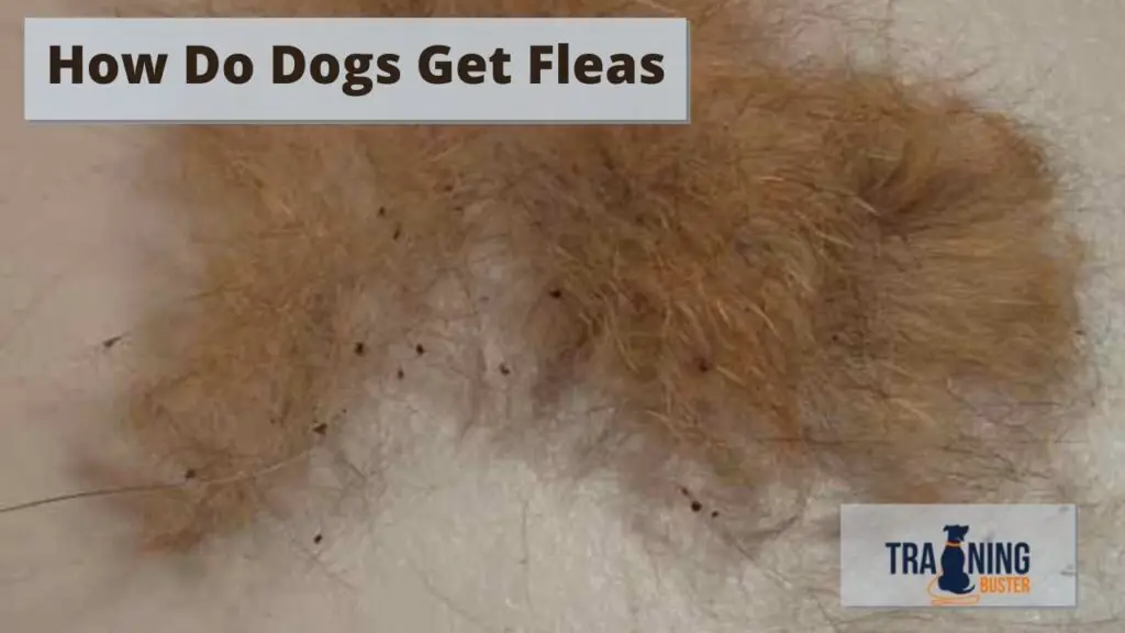 How Do Dogs Get Fleas
