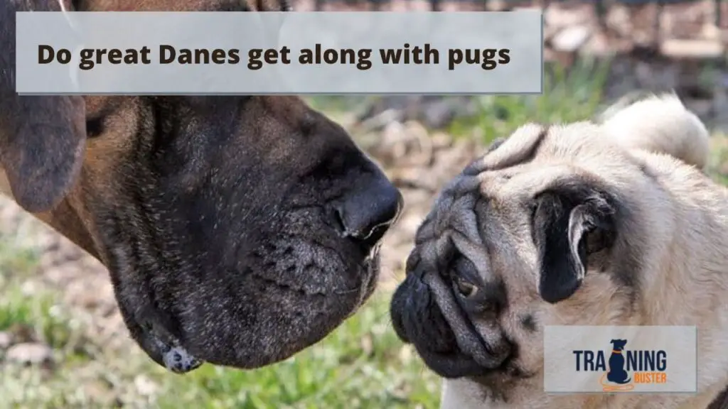 Do great Danes get along with pugs