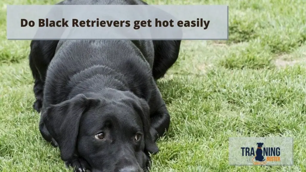 Do Black Retrievers get hot easily