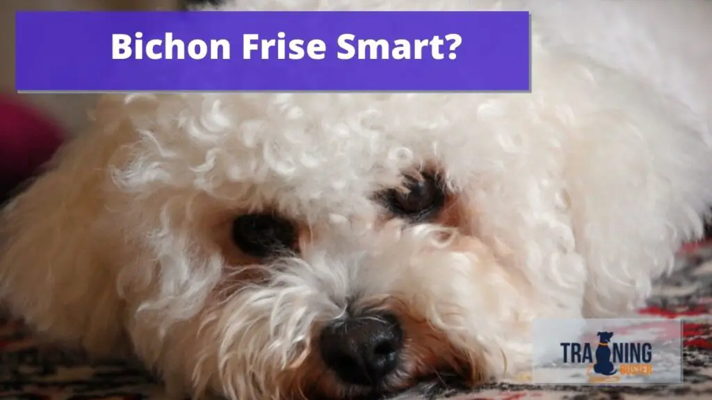 Are Bichon Frise Smart?