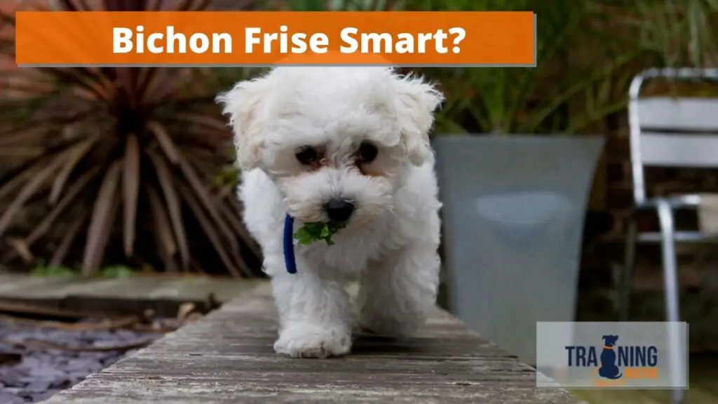 What were Bichon Frise bred for