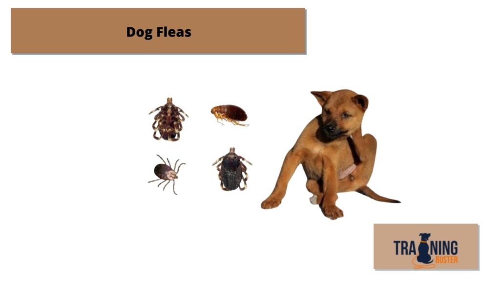 How to Tell if my Dog Has Fleas