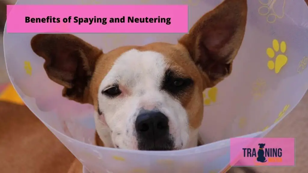 Benefits of Spaying and Neutering