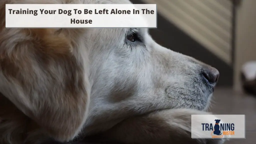 Training Your Dog To Be Left Alone In The House
