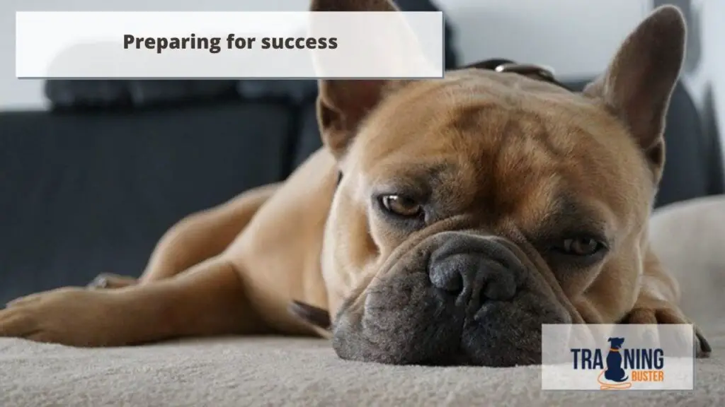 Preparing for success when you are leaving your dog alone at home
