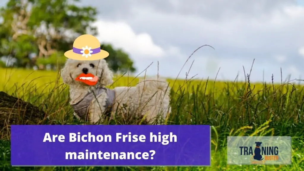 Are Bichon Frise high maintenance?