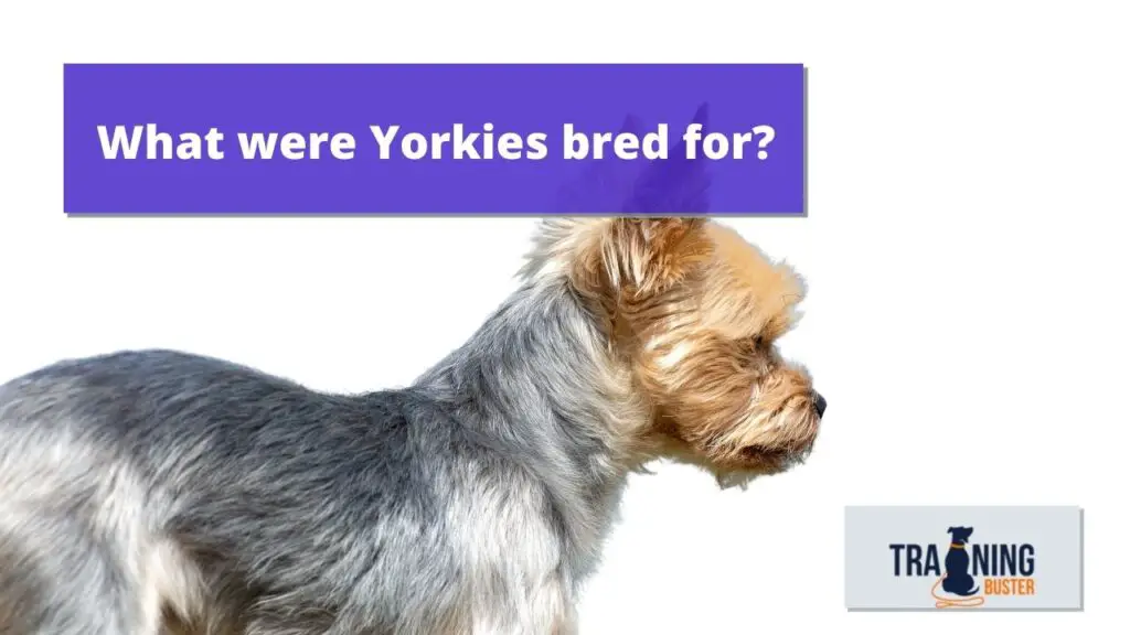 What were Yorkies bred for?