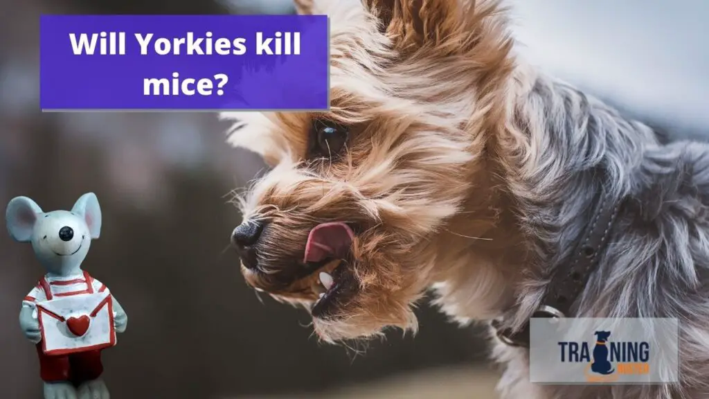 Will Yorkies kill mice?