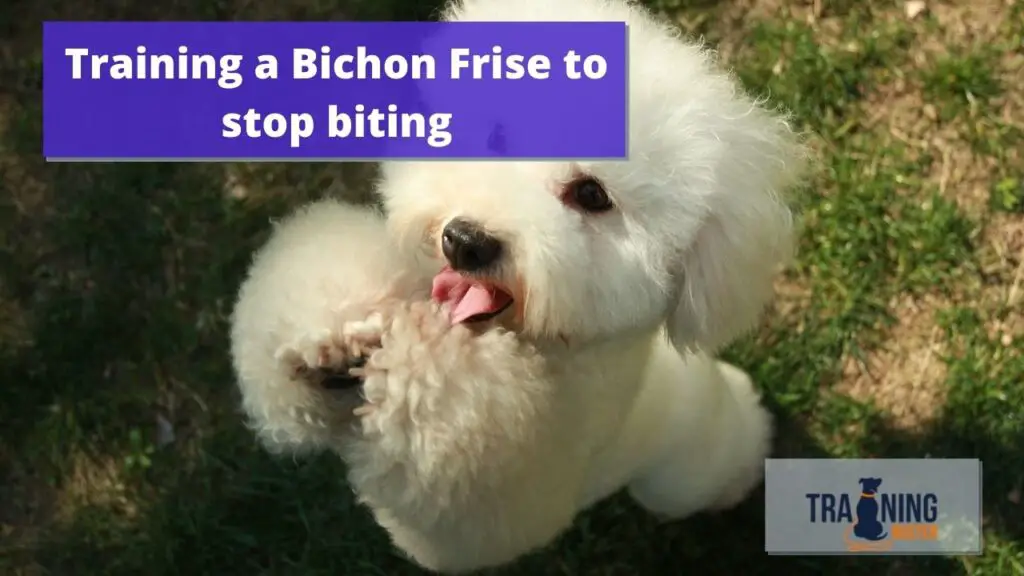 How to train Bichon Frise to stop biting