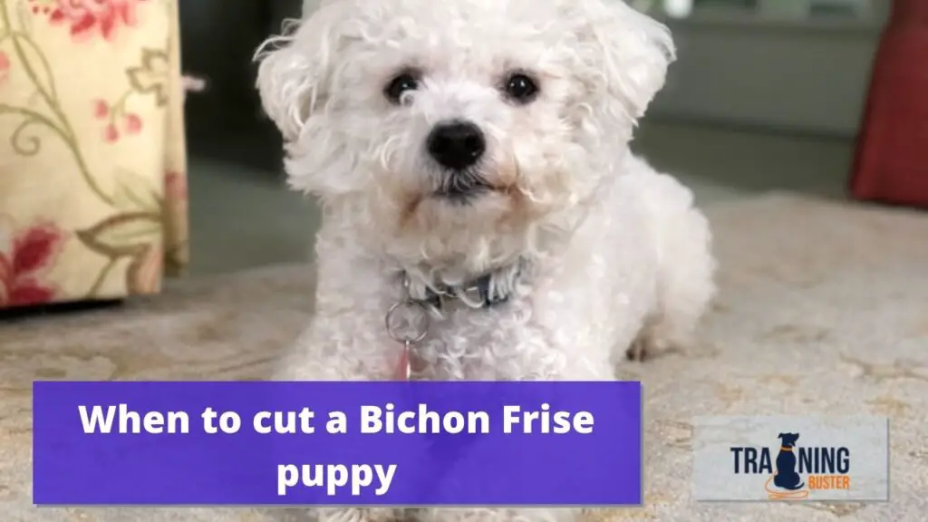 When to cut a Bichon Frise puppy