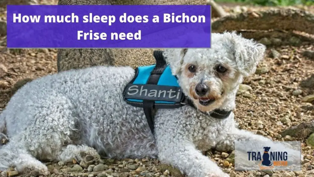 How much sleep does a Bichon Frise need?