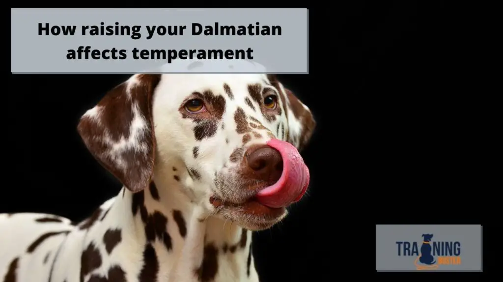 How raising your Dalmatian affects your Dalmatian's temperament