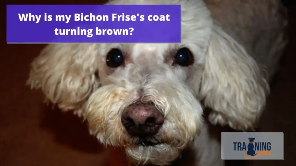 Why is my Bichon Frise's coat turning pink or brown?