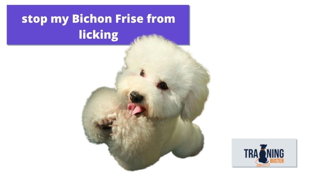 stop my Bichon Frise from licking