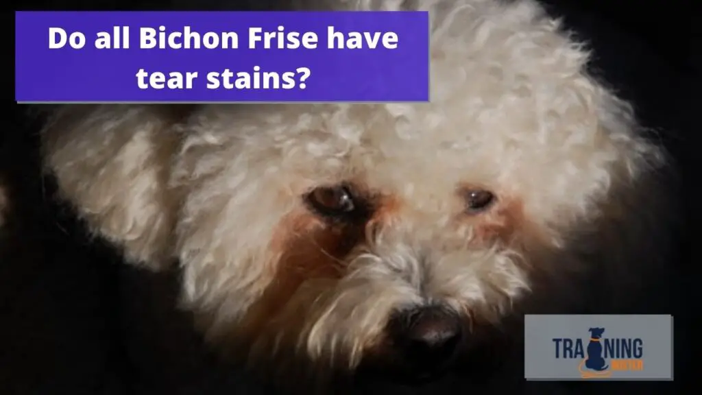 Do all Bichon Frise have tear stains?: And how to stop it