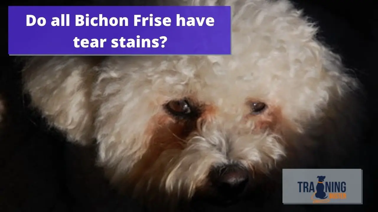 Do all Bichon Frise have tear stains?