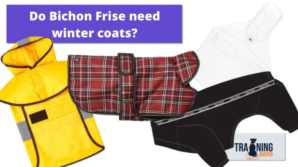 Do Bichon Frise need winter coats? - and best to get