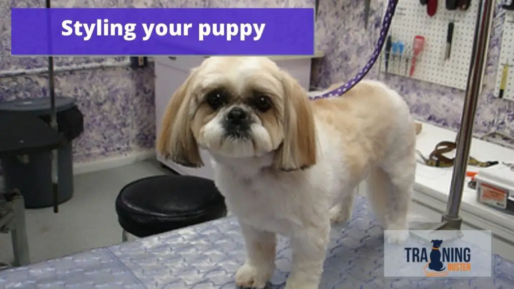 Styling your puppys fur after bathing