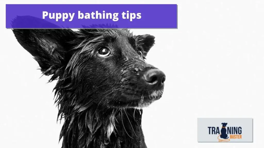 12 Steps to bathe your puppy