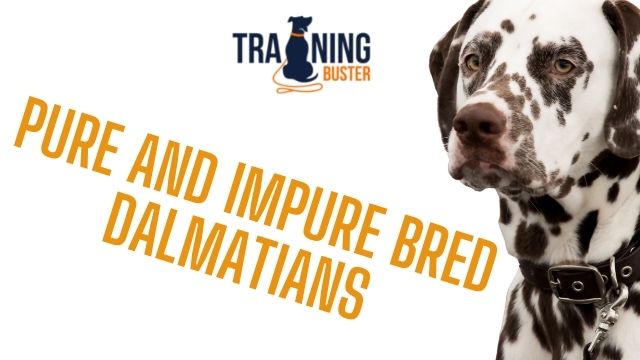 Difference between pure and impure bred Dalmatians