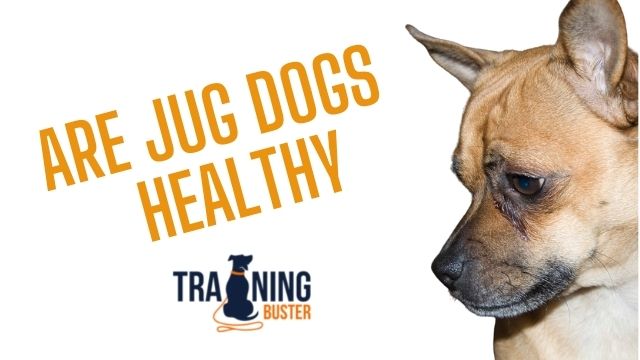 Are Jug dogs a healthy breed?