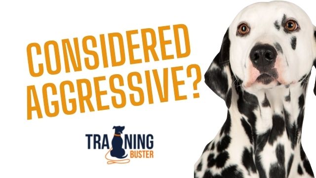 Why are Dalmatians considered aggressive?
