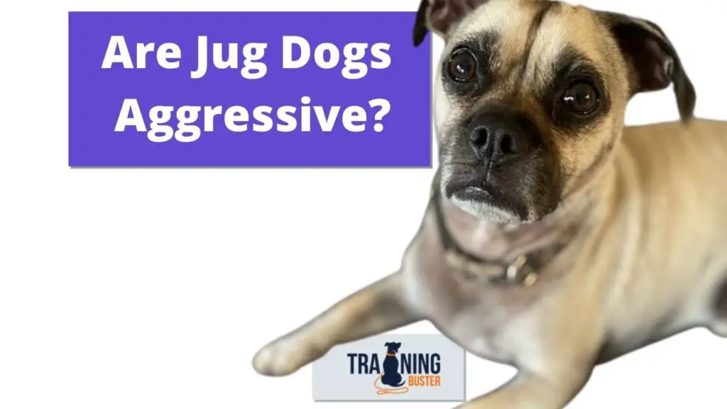 Are Jug dogs aggressive?