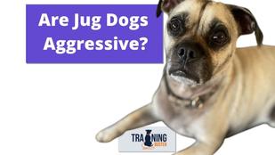 are jug puppies hypoallergenic