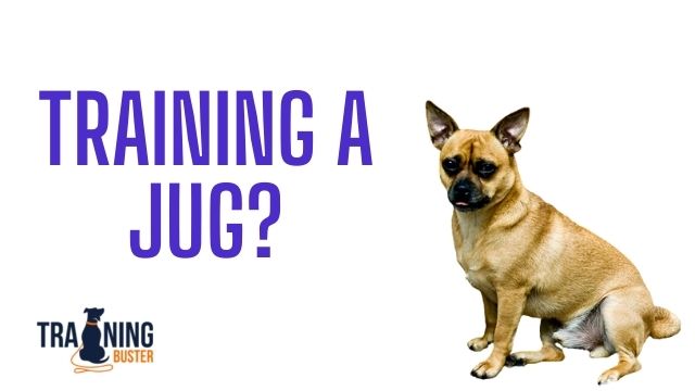 Are Jug dogs easy to train