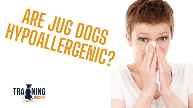 Are Jug dogs hypoallergenic
