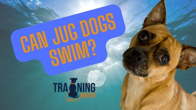 Can Jug dogs swim