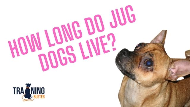How long do Jug dogs live