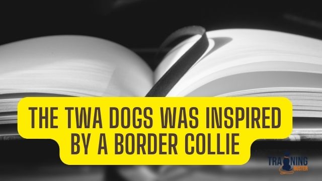 Interesting Facts about Border Collies